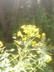 Erysimum cheiranthoides