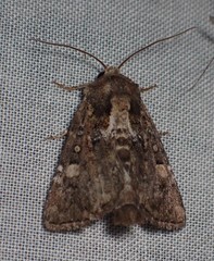 Oligia chlorostigma