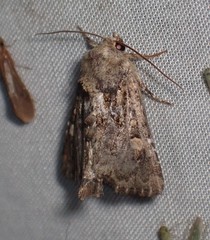 Oligia chlorostigma