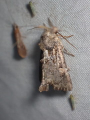 Oligia chlorostigma