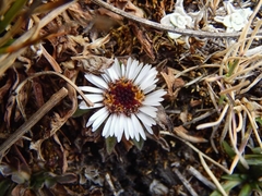 Erigeron rosulatus