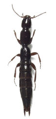 Hyperomma duplicatum