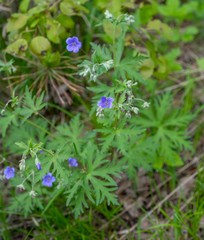 Geranium pseudosibiricum