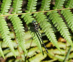 Eusynthemis guttata