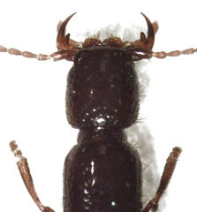 Hyperomma duplicatum