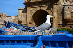 Larus michahellis michahellis