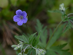 Geranium pseudosibiricum