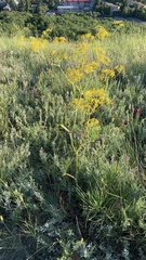 Ferula tatarica
