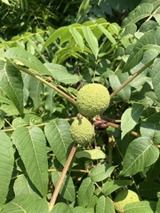 Juglans nigra