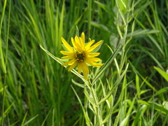 Silphium laciniatum