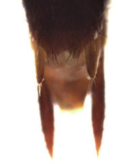 Hyperomma duplicatum