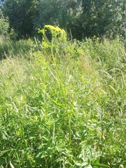 Heracleum sphondylium sibiricum