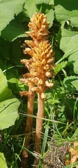 Orobanche flava
