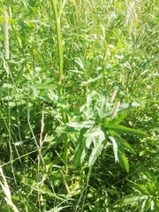Heracleum sphondylium sibiricum