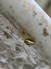 Spintharus