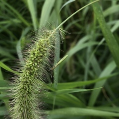 Leptocorisa chinensis