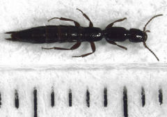 Hyperomma duplicatum