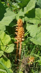 Orobanche flava