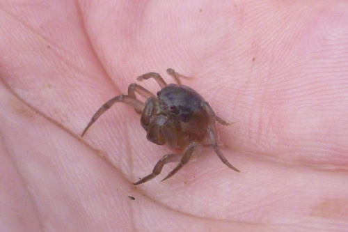 Mictyris livingstonei