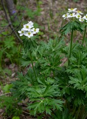 Anemonastrum crinitum