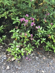 Rhododendron smokianum