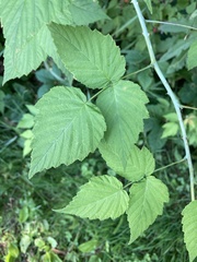 Rubus occidentalis