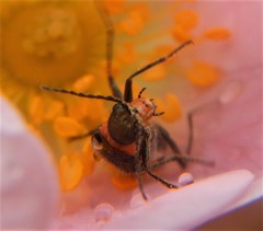 Malachius lusitanicus