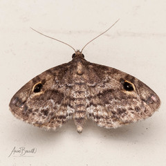 Melanomma auricinctaria