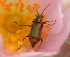 Malachius lusitanicus