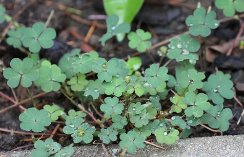 photo of Creeping Woodsorrel (Oxalis corniculata)