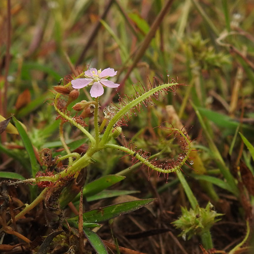Drosera indica