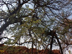 Vachellia robusta