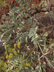 Vachellia robusta