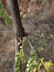 Vachellia robusta