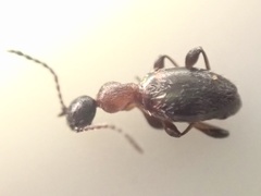 Anthelephila pedestris