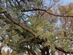Vachellia robusta