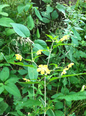 Lysimachia ciliata