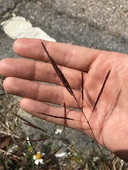 Bothriochloa bladhii