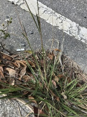 Bothriochloa bladhii