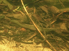 Mastacembelus armatus