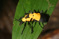 Chauliognathus bipartitus