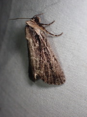 Sympistis badistriga