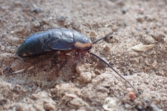 Deropeltis paulinoi