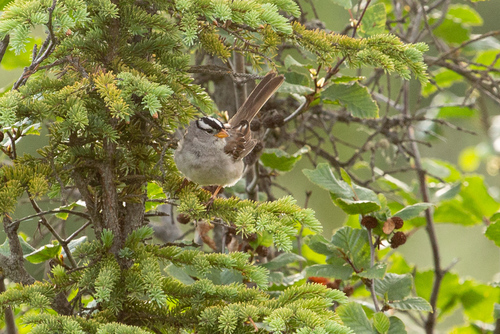 White-crowned Sparrow