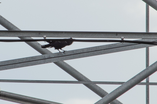 Common Raven