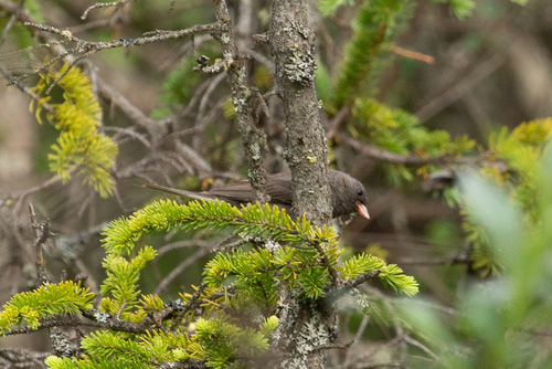 Dark-eyed Junco