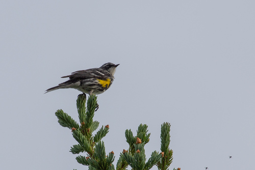 Yellow-rumped Warbler
