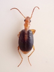 Brachinus sclopeta
