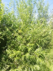 Salix viminalis