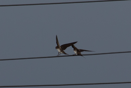 Bank Swallow
